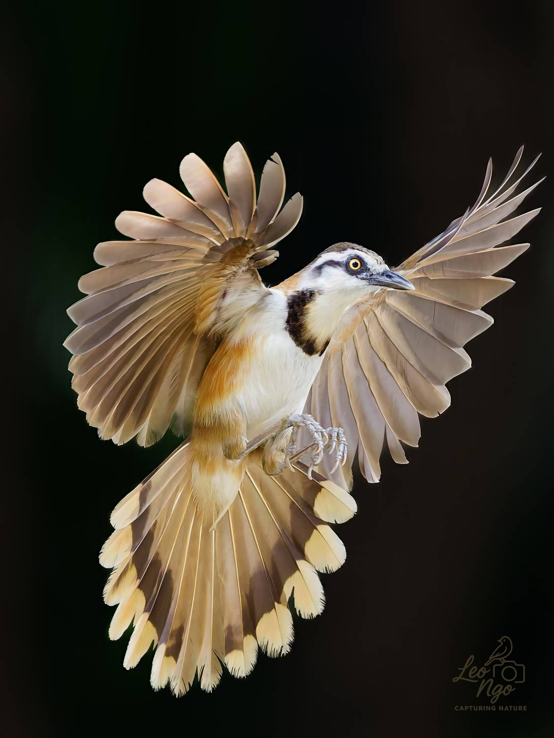 Автор: Leo Ngo , Leo Ngo