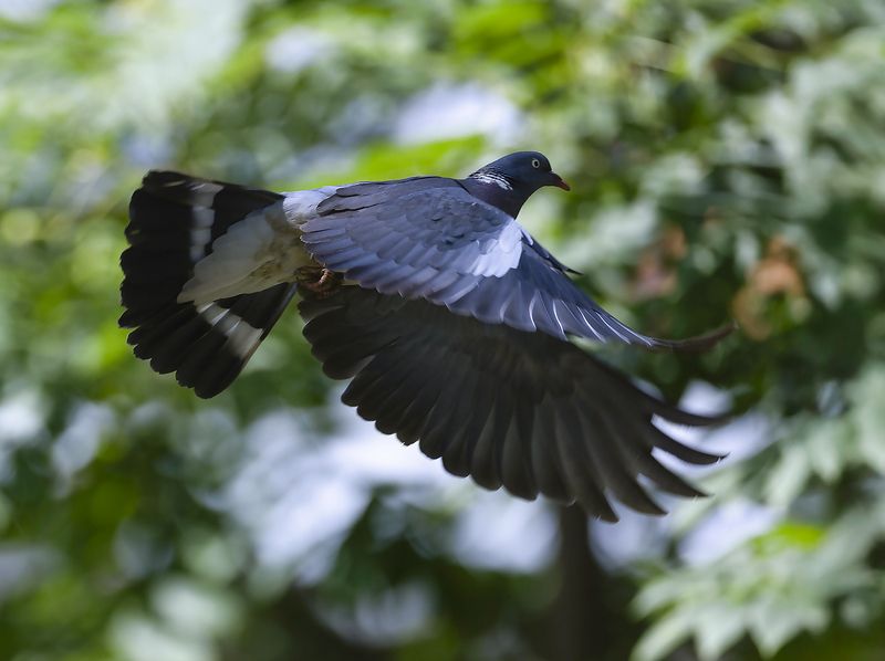 вяхирь, полёт ,красавчик, лес, природа, bird, beautiful, forest, nature Крылья свободы фото превью