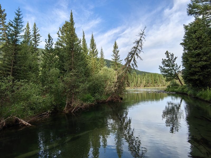 .природа,алтай,река бара,деревья.лес На реке Бараphoto preview