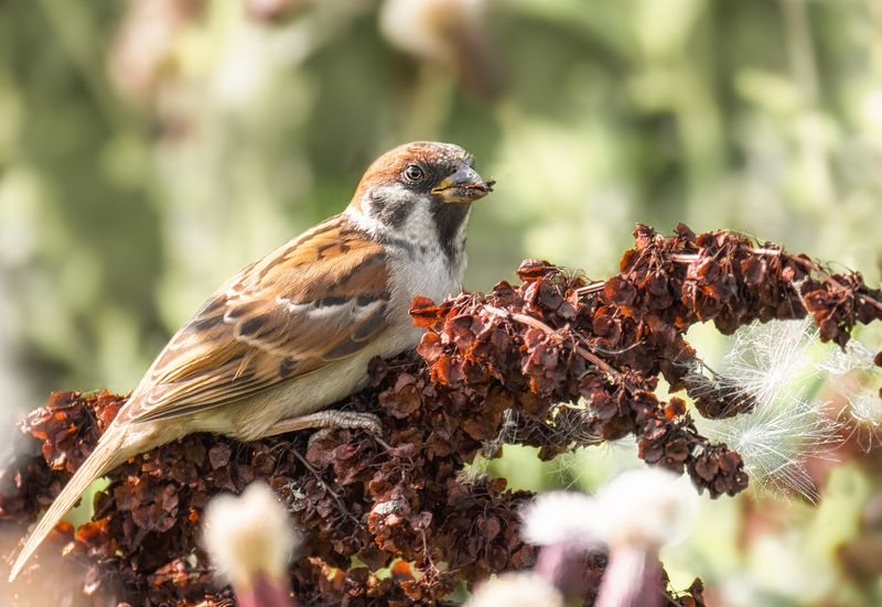 птица, воробейполевой, луг, лето, Полевой воробушек.photo preview