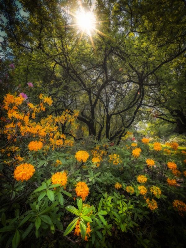 пейзаж, landscape, nature, природа, лето, summer ***photo preview