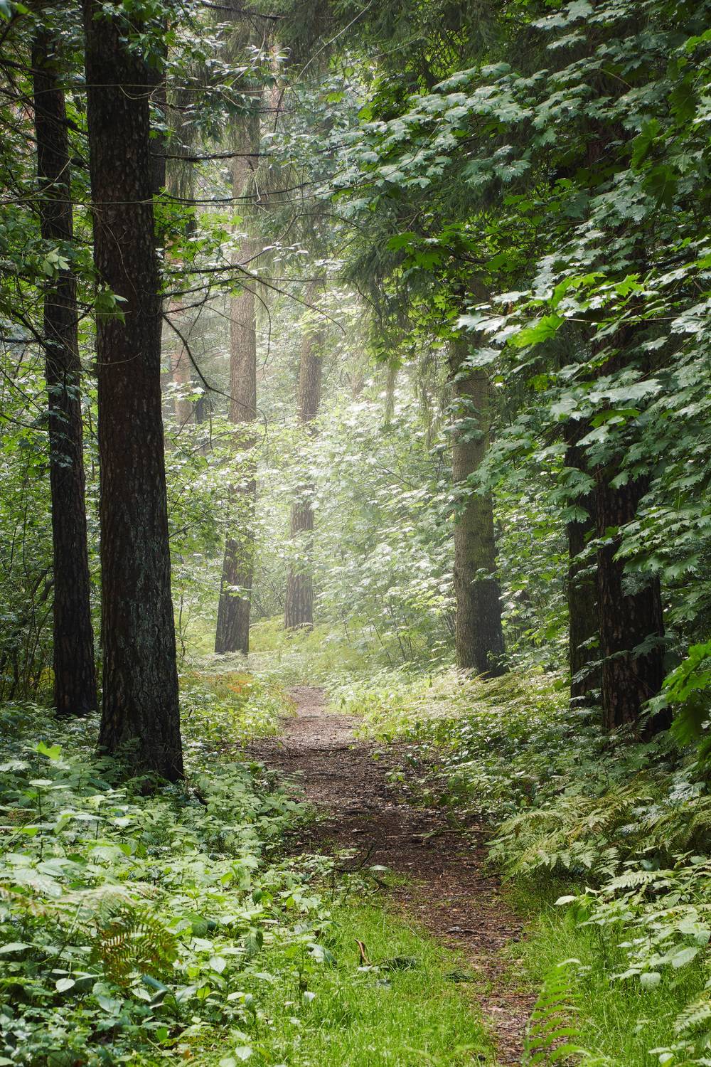 лес, деревья, листва, свет, Валерий Вождаев