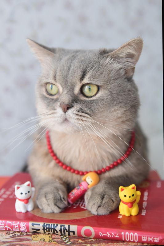 Эмоции кота-япониста в бусикахphoto preview