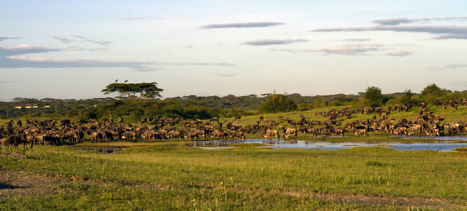 серенгети,танзания, Валентина Булкина