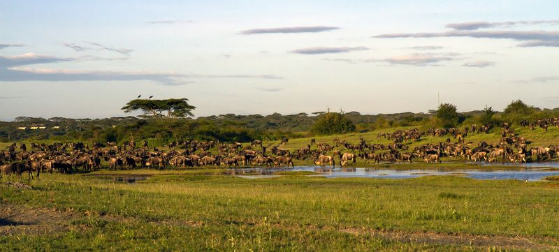 серенгети,танзания Великая миграцияphoto preview