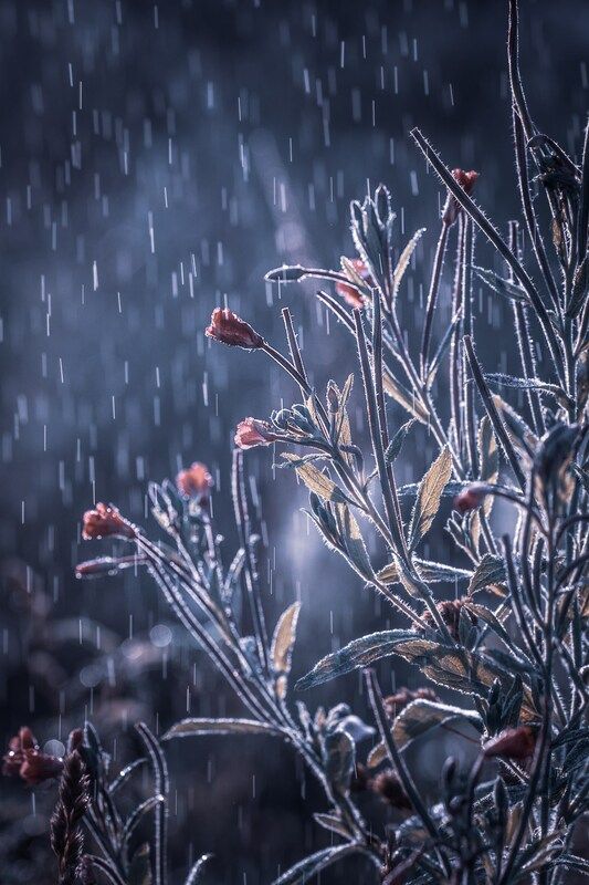 Магия летнего утраphoto preview