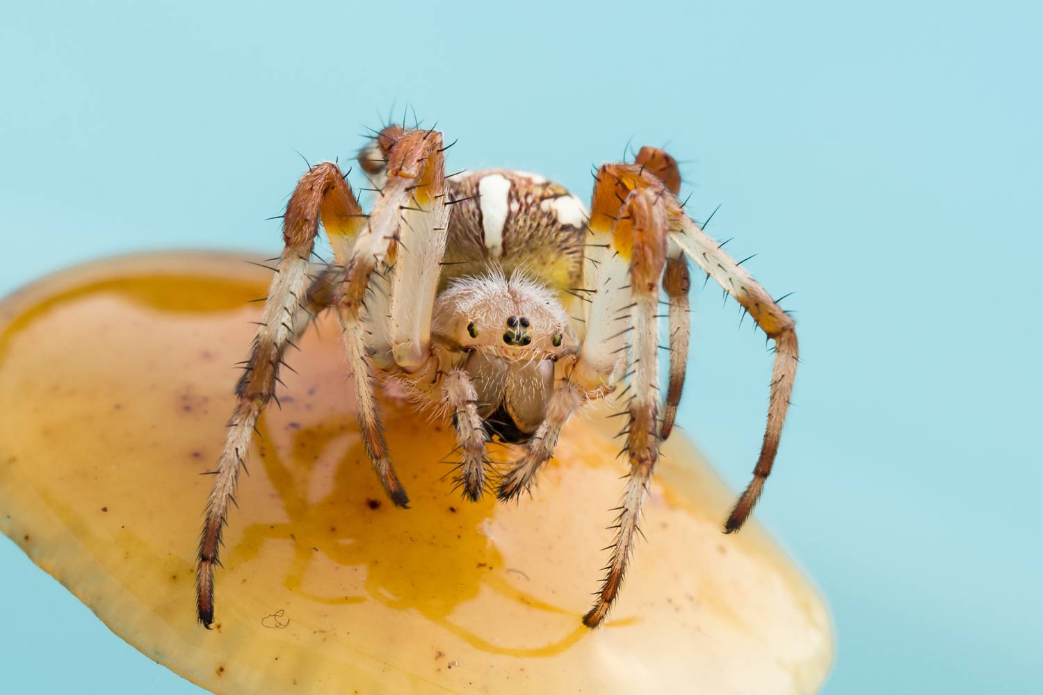 Паук крестовик. Автор: Koledova Irina , Koledova Irina