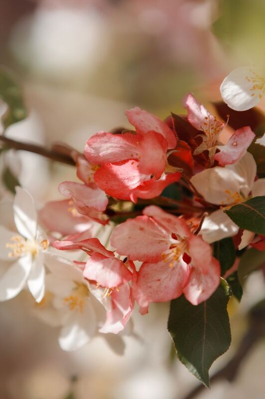 Веснаphoto preview