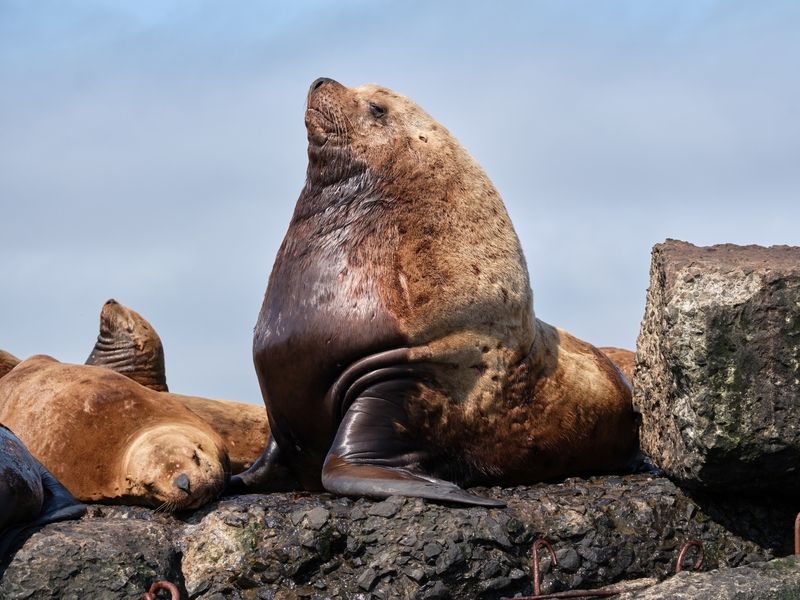сивуч, сахалин,тюлени Очень уважаемый сивуч Фёдор Михалычphoto preview