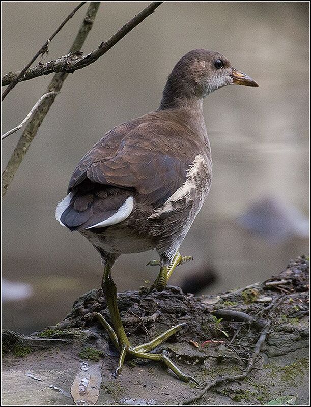 москва, июль, парк, пруд, камышница, птица *  *photo preview