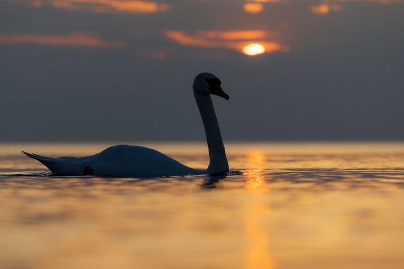 закат, лебедь, лебедь шипун, лебедь-шипун, финский залив Вечер на Балтикеphoto preview