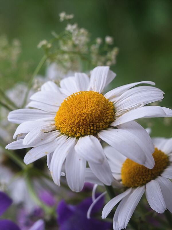 лето, цветы, ромашки Какое лето без ромашек?.. (c)photo preview