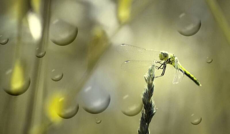 Стрекоза....photo preview