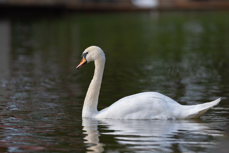 лебедь, шипун, лебедь-шипун, птица, птицы, природа, фотоохота, петербруг, санкт-петербург, спб Шипунphoto preview