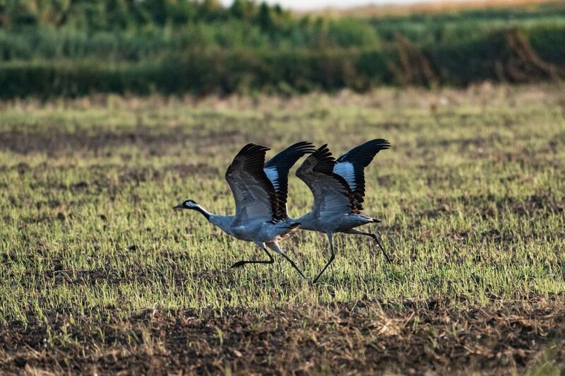 Тандемphoto preview