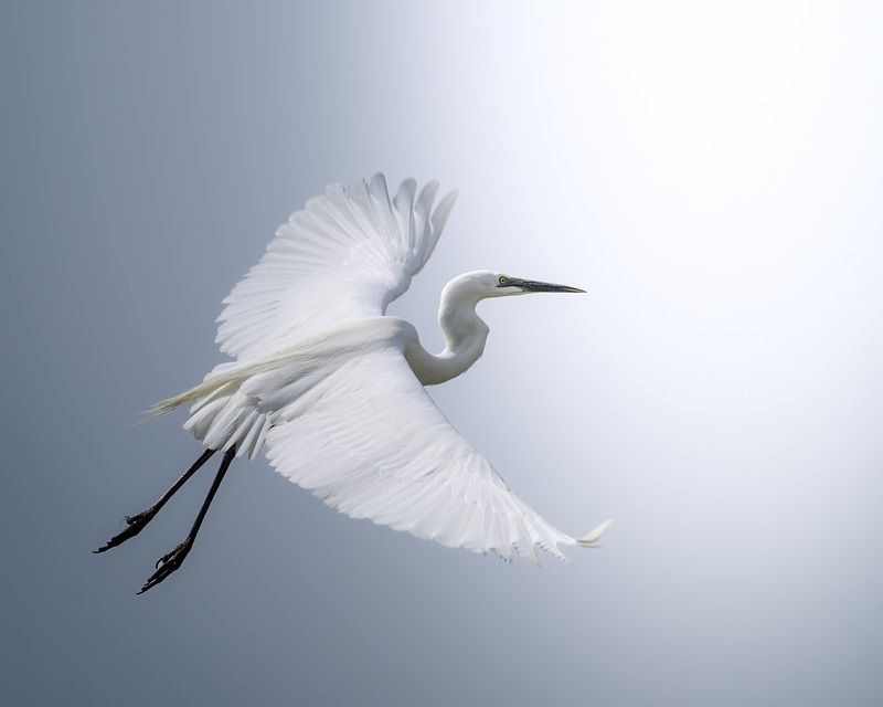 птицы, полёт, природа, цапля, birdwatching, birds Балеринаphoto preview