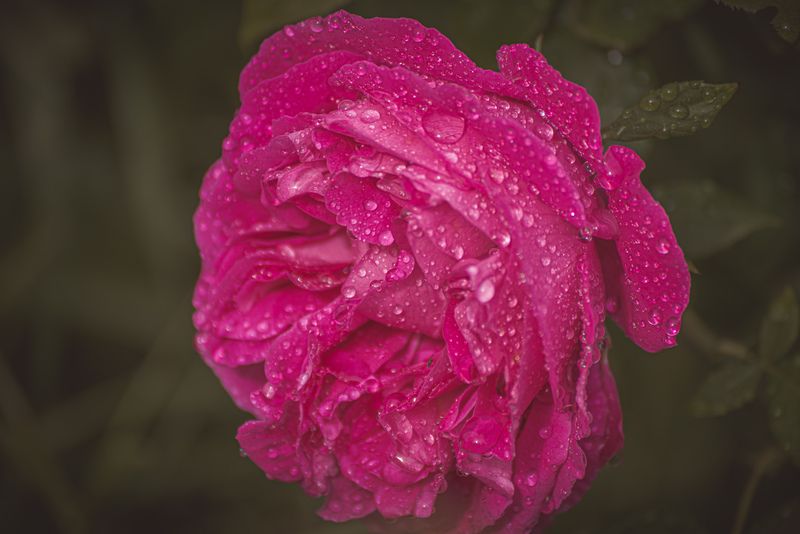 *** фото превью