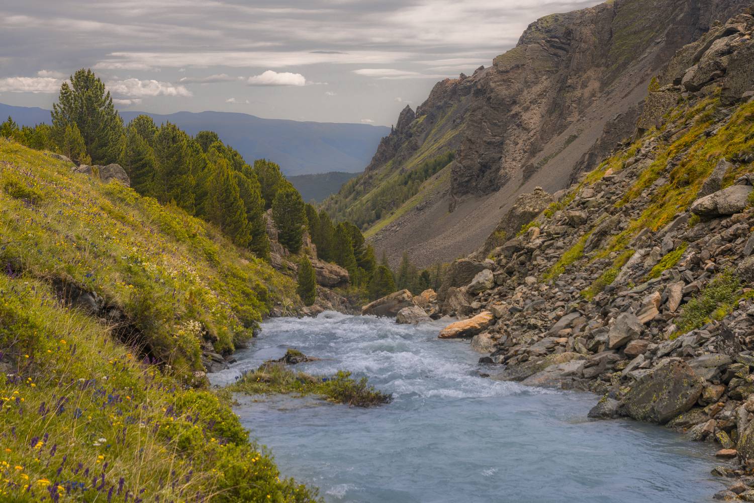 россия, горный алтай, высокогорная речка, горы, кедры, Поляков Андрей