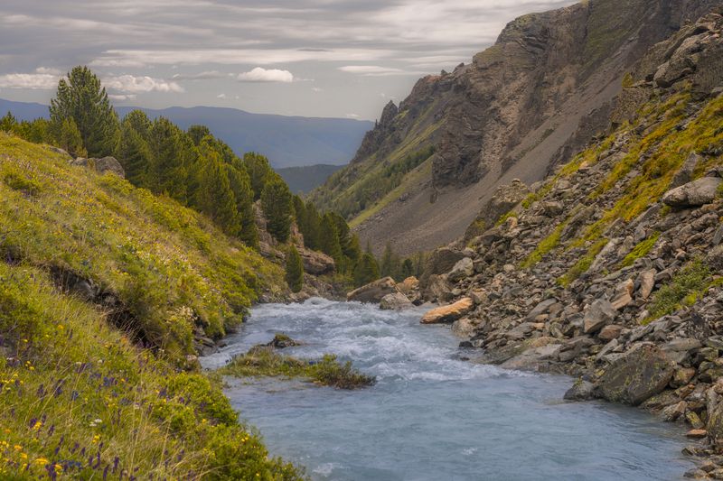 россия, горный алтай, высокогорная речка, горы, кедры *** фото превью