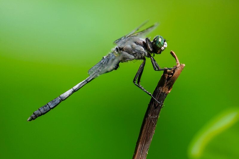 стрекоза, природа, волго-ахтубинсткая пойма Стрекоза летиphoto preview