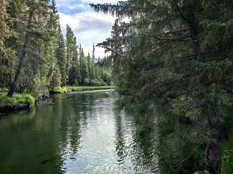 природа,республика алтай,тайга,деревья,река бара,лиственницы Сказочный лесphoto preview