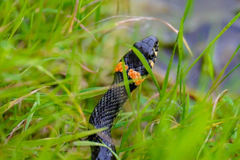 животные, змеи, природа Уж-охотникphoto preview