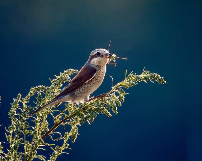 птица Жулан с добычейphoto preview