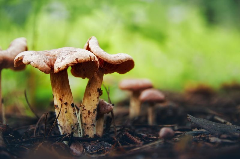 грибы Грибыphoto preview