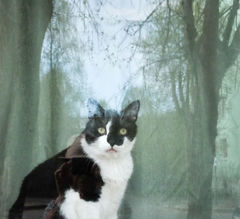 кот, некот, Котphoto preview