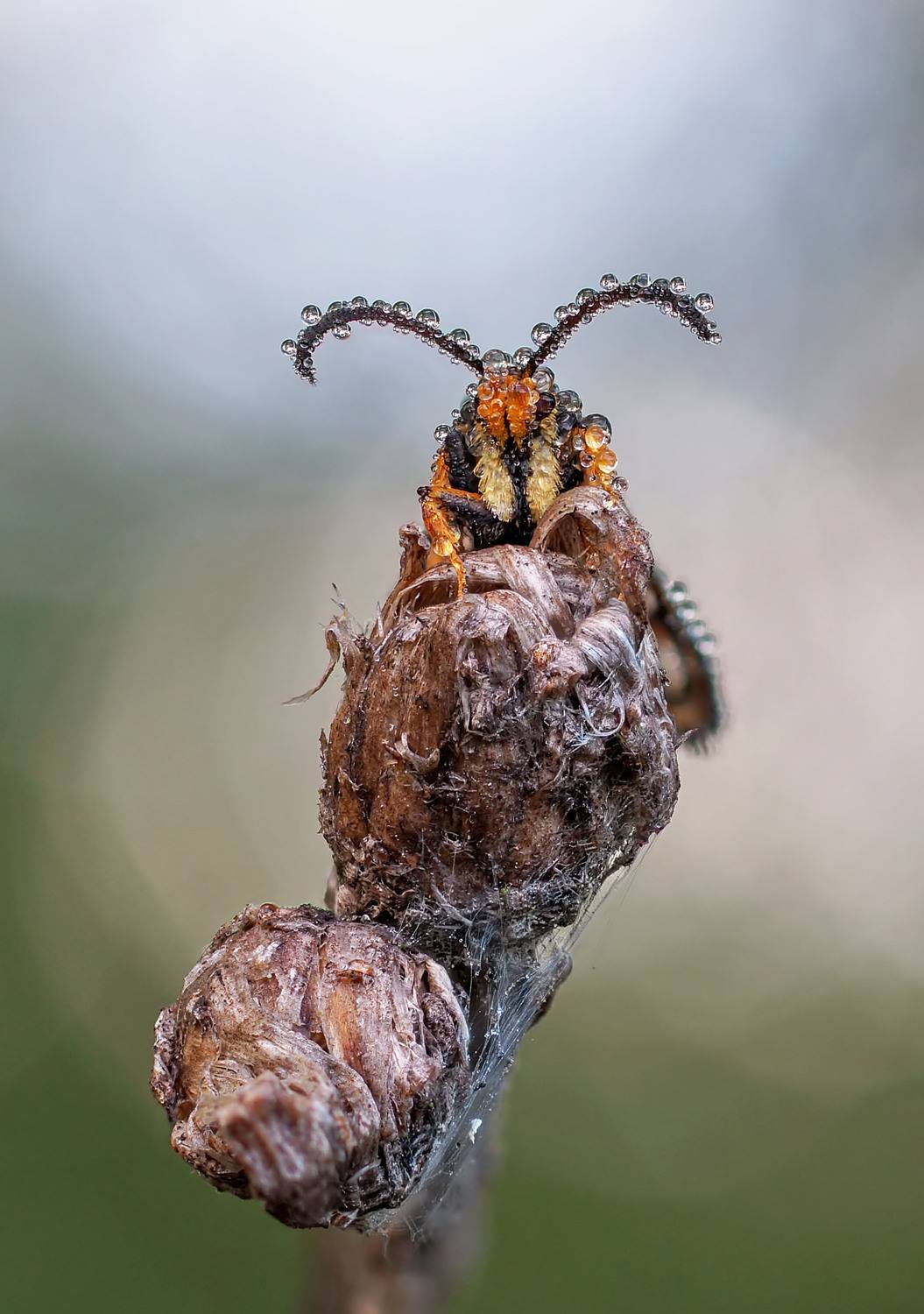 Украшение для усов. Автор: Чепленко Алексей , Чепленко Алексей