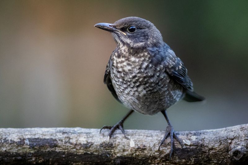 Eurasian blackbirdphoto preview