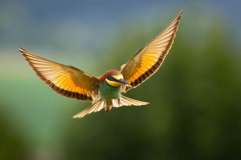Bee-eater фото превью