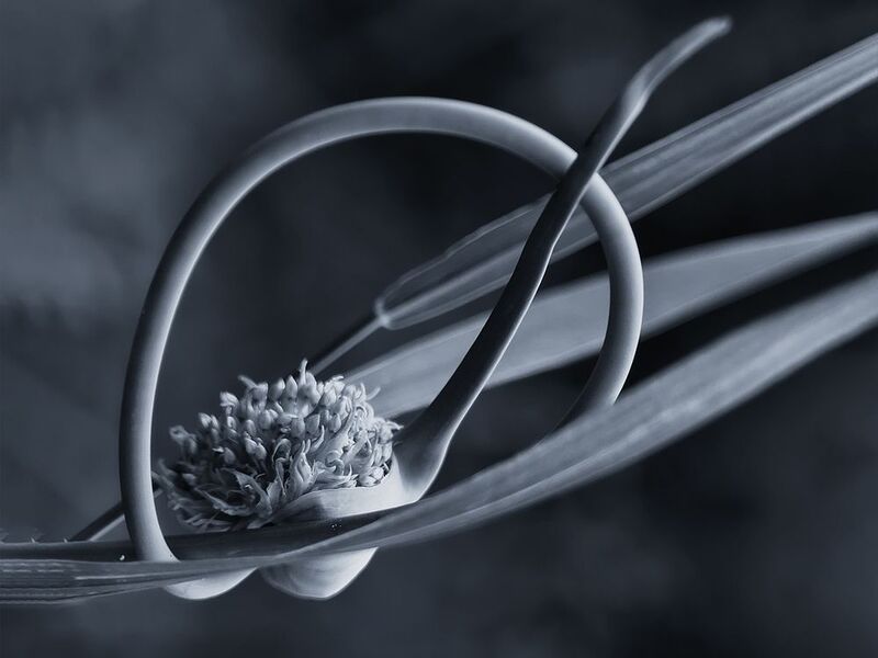 растения лук стрелки цветки минимализм черно-белое Космос на соседней грядкеphoto preview