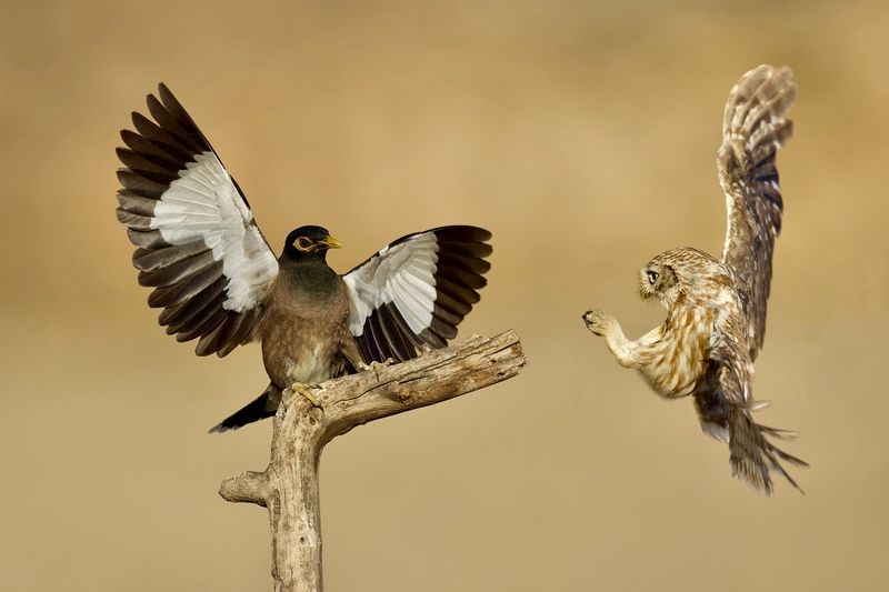 The battle  фото превью