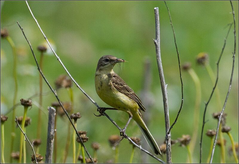 москва, июль, парк, жёлтая трясогузка птица *photo preview