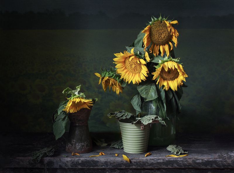 Разлад в благородном семействе подсолнухов.photo preview