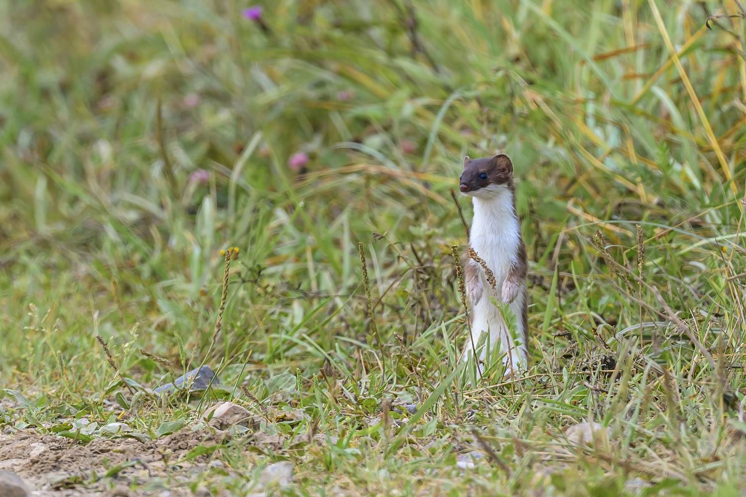 , Пупонин Сергей
