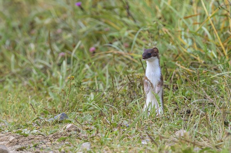 Разбойник, балагур и весельчакphoto preview