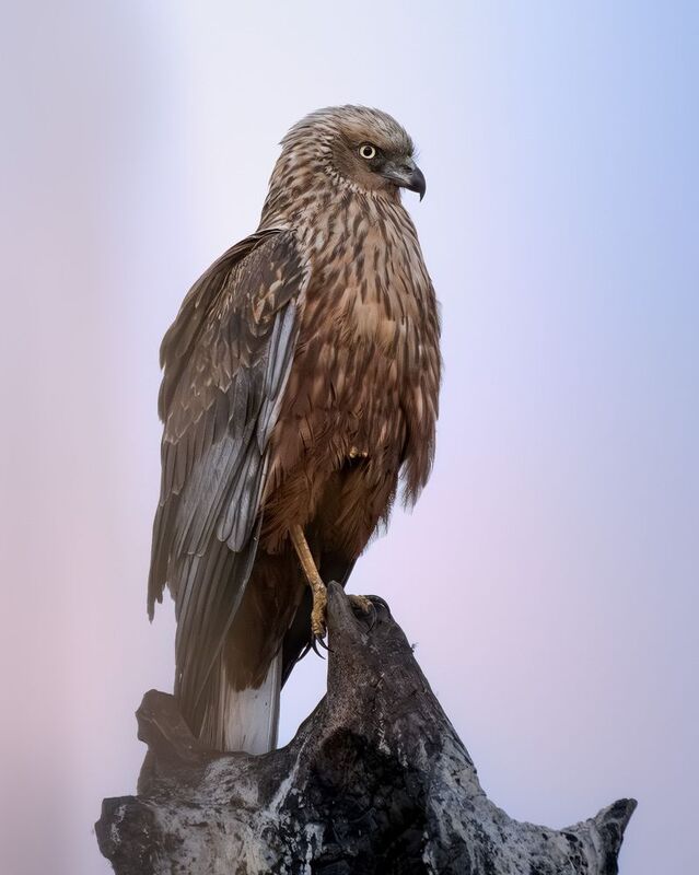 птицы, природа, лунь, birdwatching, birds Болотный луньphoto preview