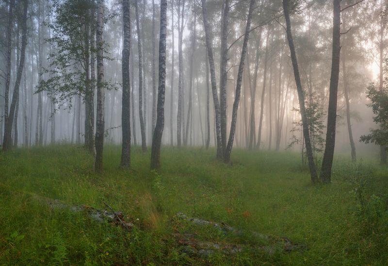 лес, утро, лето photo preview