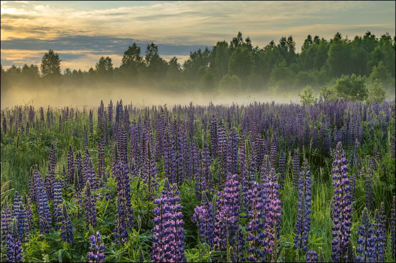 Время люпиновphoto preview