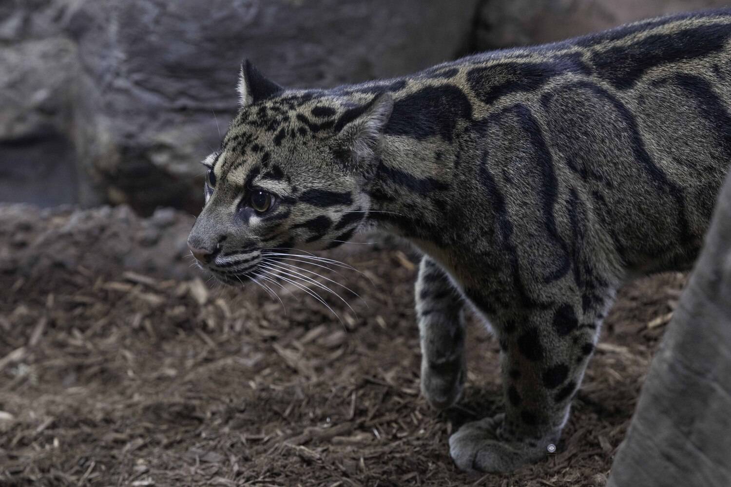 Clouded leopard. Автор: Ali Pashang , Ali Pashang