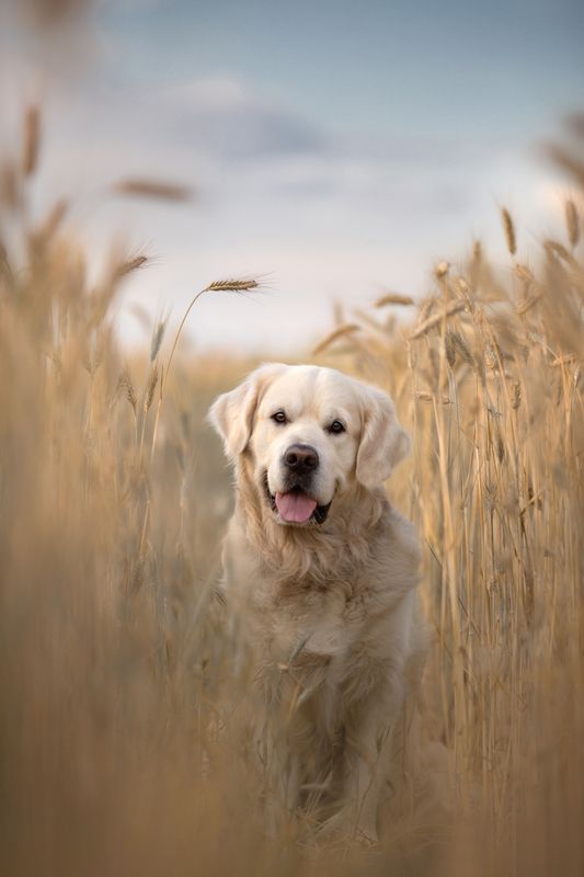 ретривер поле пшеница лето июль photo preview
