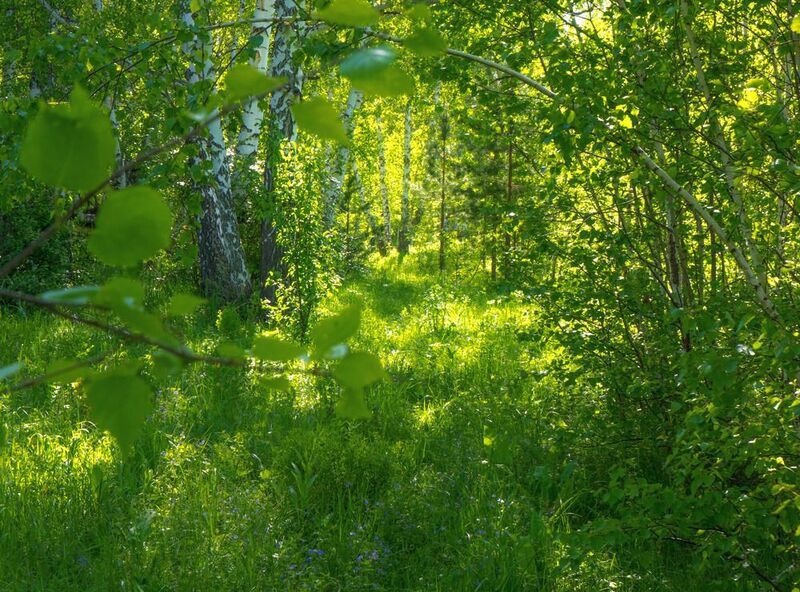 в майском лесуphoto preview