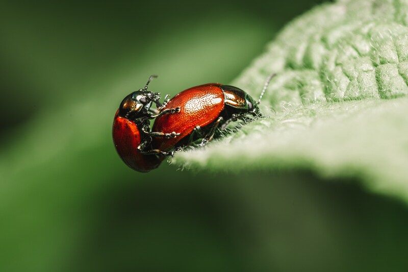 Листоеды делают новых листоедиковphoto preview