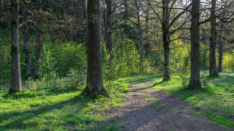 forest, tree, light, foliage, sunlight, morning, oak, evening, shadows, spring, way ***photo preview