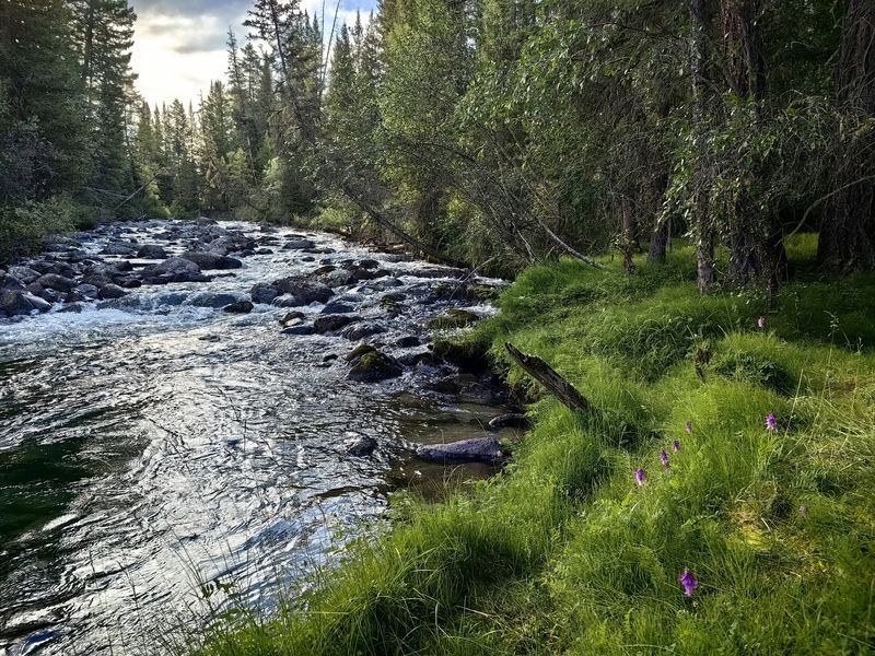 республика алтай,река бара,тайга,берег,трава Зелёный берегphoto preview