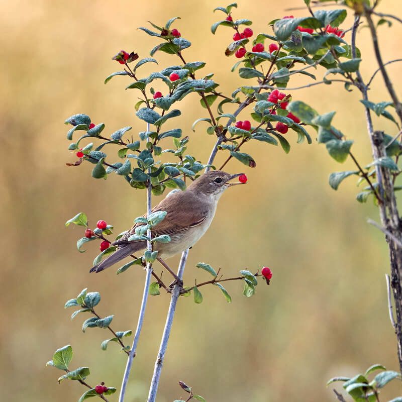 птица серая славка ест ягоды Серая славка лакомится ягодамиphoto preview