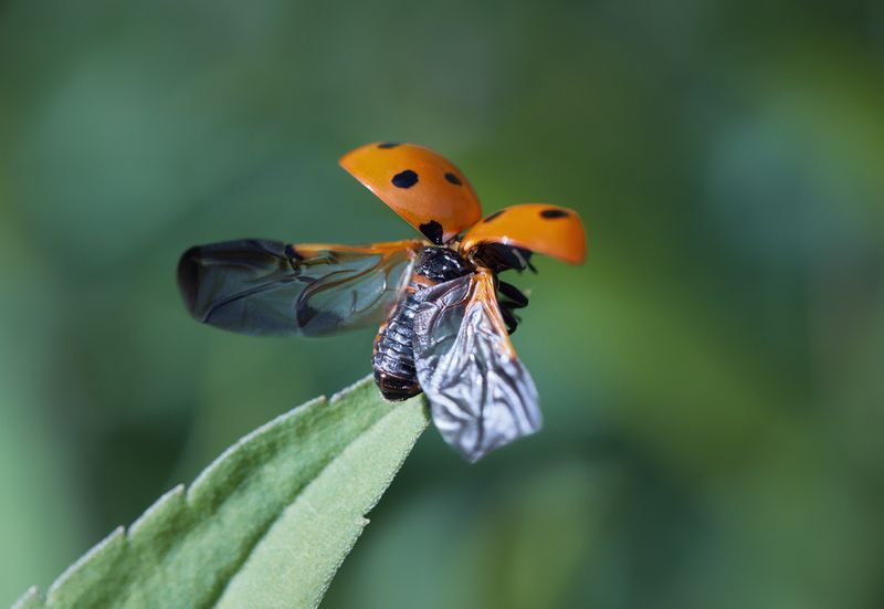 * фото превью