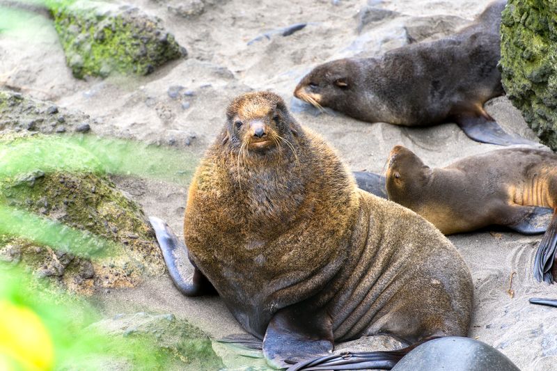 Северный морской котикphoto preview